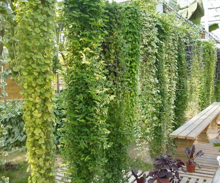净化空气爬藤植物-常春藤-长春藤-长青藤四季不掉叶-爬藤能力强 已