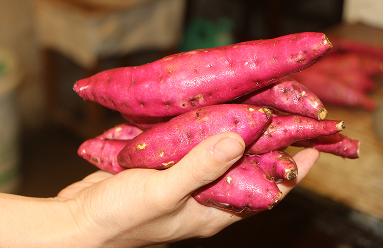 顺丰发货临安天目山小香薯新鲜红薯小番薯地瓜鸡蛋大小圆小香薯5斤