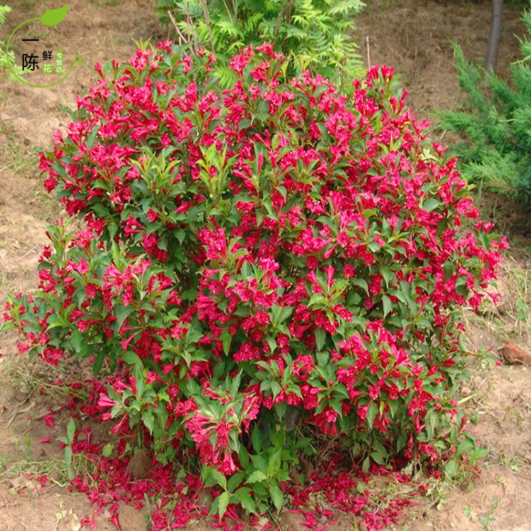 盆栽地栽 红王子锦带庭院美国红王子锦带花苗带花苞高档绿篱灌木 绿化