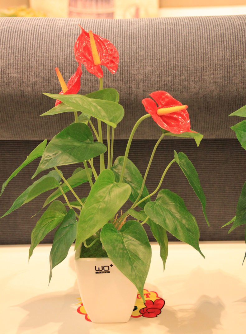 下图为3头红掌套装效果展示:(花朵和叶子均采用手感过胶面料,带白色