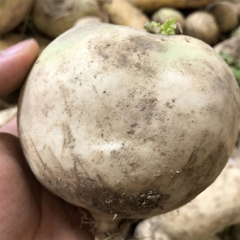 恰玛古新鲜恰玛古新疆特产25kg恰玛古沙漠