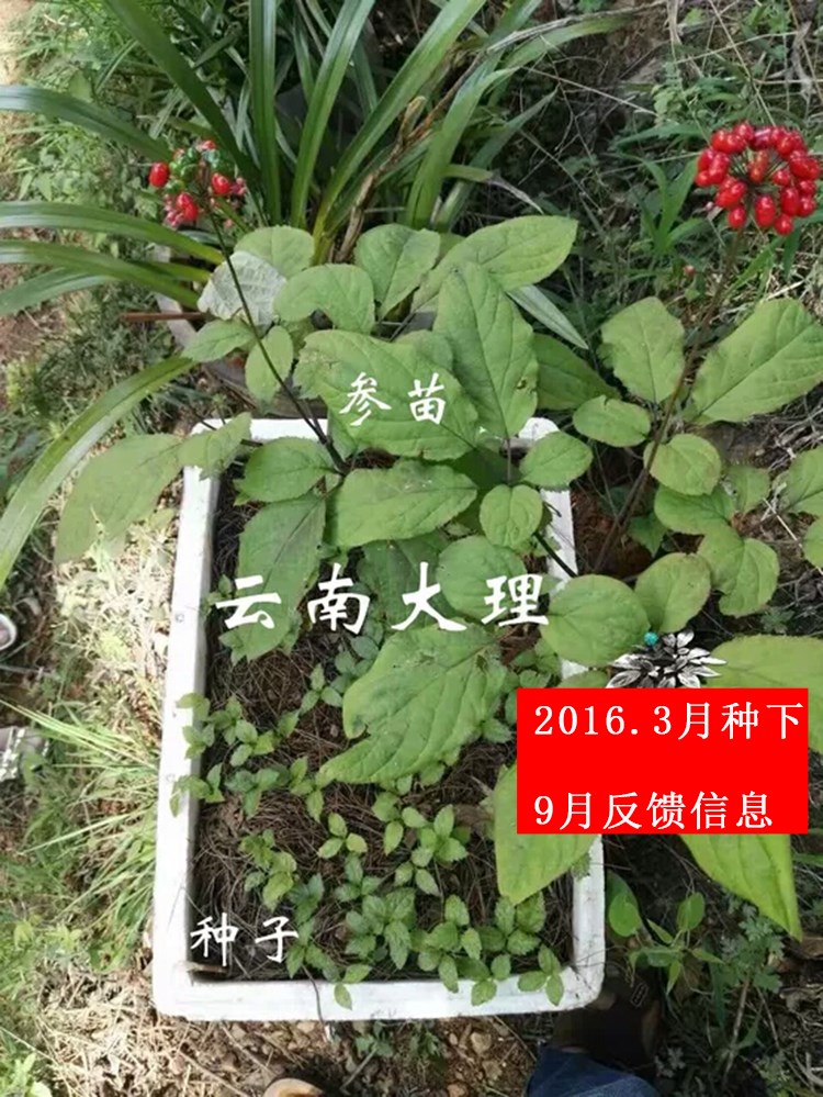 花中酷 長白山人參種子西洋參種子野山參種子已催芽人參苗.