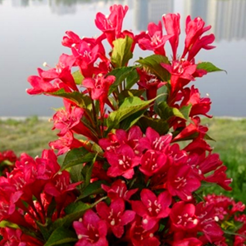 盆栽地栽 红王子锦带庭院美国红王子锦带花苗带花苞高档绿篱灌木 绿化