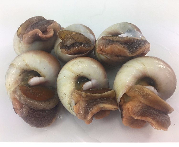 鱼姐海成 青岛香螺鲜活玉螺猫眼螺肚脐螺青岛海鲜水产特产新鲜贝类500