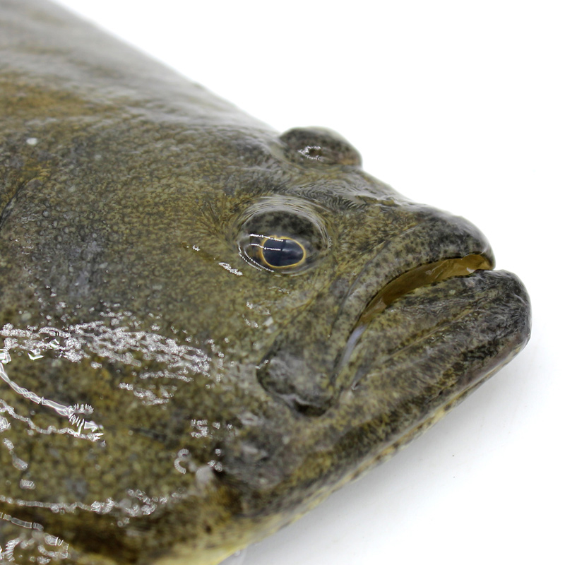 维桑青岛新鲜鸦片鱼 鲜活速冻比目鱼海鱼鲆鱼 新杰大牙片鱼 2kg