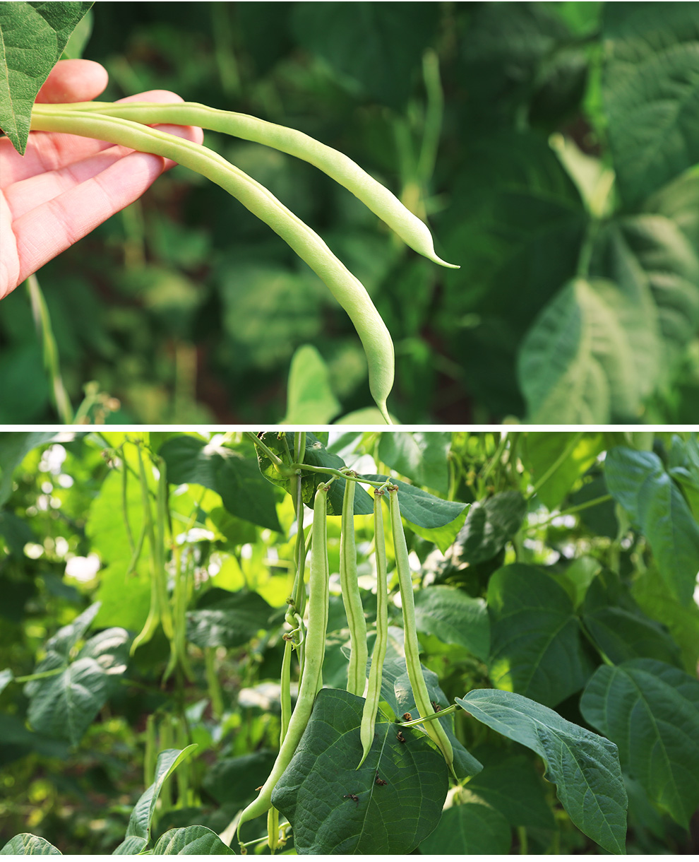 味蕾乐 密云农家 蛇豆 豆角 400g 新鲜时令蔬菜 鲜摘鲜发 鲜摘鲜发