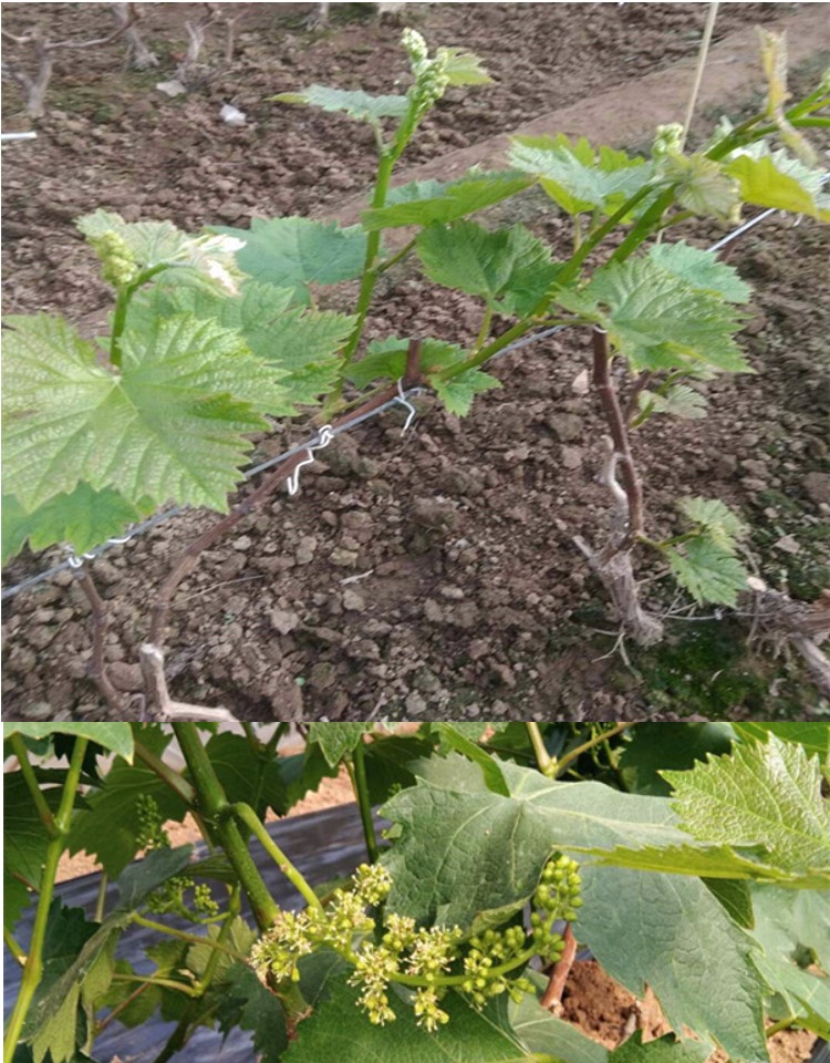 唯友weiyou葡萄苗盆栽地栽嫁接葡萄树苗南北方庭院种植爬藤树葡萄巨峰