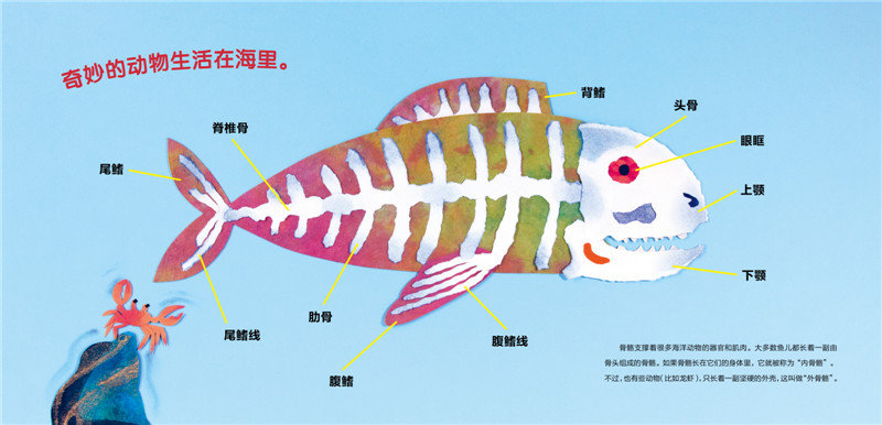 正版 海豚绘本花园 海洋动物的骨骼(平)3-4-5-6-7岁科普类儿童绘本
