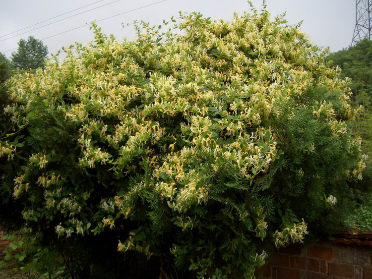 唯友weiyou金银花苗盆栽四季种植室内爬藤攀援植物树苗金银花盆景树桩