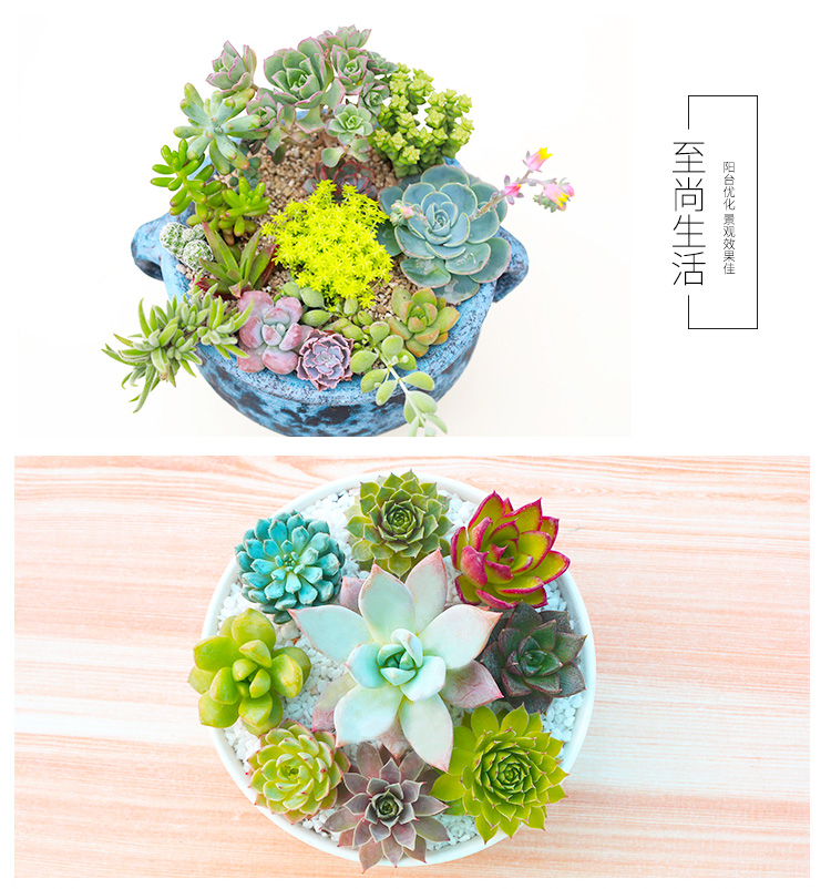 花无痕多肉植物套装24款入门肉肉多肉盆栽多肉组合区办公室室内植物萌肉植物盆栽随机多肉5颗碗莲花盆营养土 爆款 淘气哥导购网 为您的老公老婆孩子老人精挑性价比高的礼物品