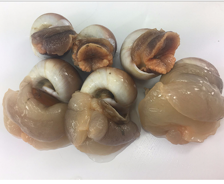 鱼姐海成 青岛香螺鲜活玉螺猫眼螺肚脐螺青岛海鲜水产特产新鲜贝类500