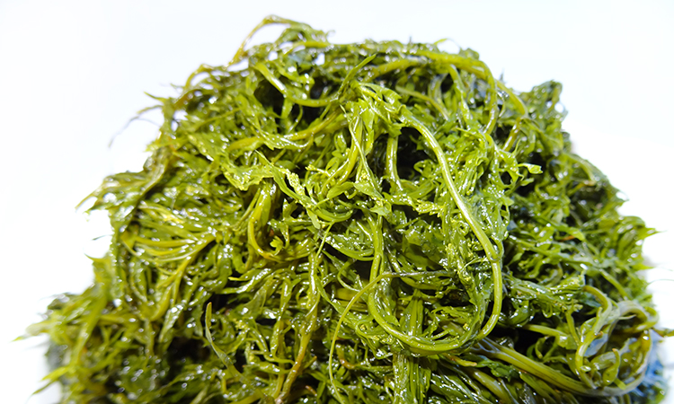 马尾藻5斤海藻盐渍海草鞭炮竹海带火锅食材hpt