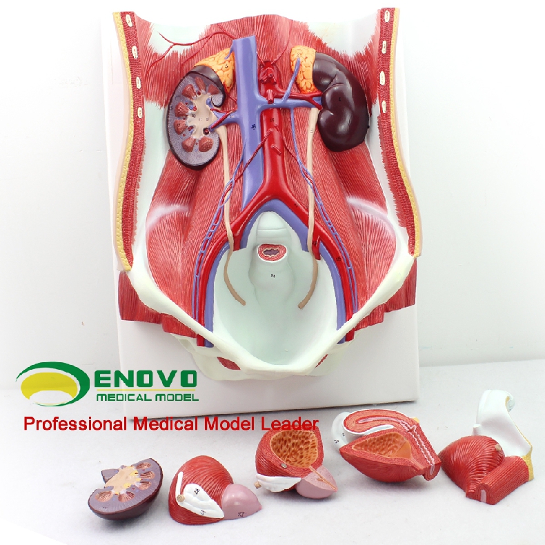颐诺enovo医学人体男女性泌尿系统模型膀胱腹腔后腹壁肾解剖模型泌尿