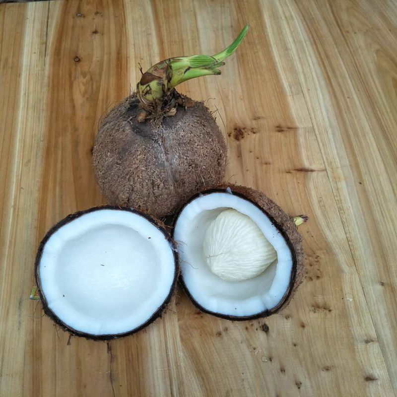 椰宝 新鲜 椰芯 去皮带毛发芽老椰 新鲜水果 椰子宝 椰子芯 椰肉饼3个