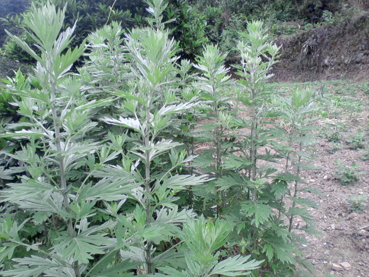新采艾草种子 香艾种子 艾叶籽 艾篙种子 茼蒿种子