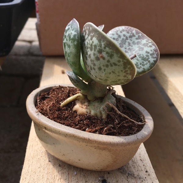 稀有多肉植物 御所锦 老桩多肉 天景章属 库存10拍完下架 5公分或以上