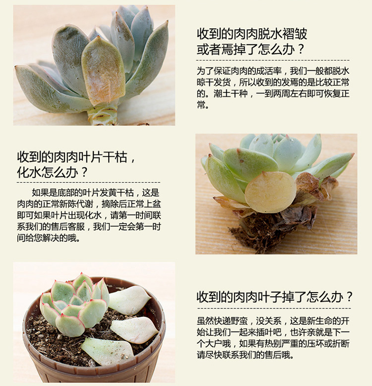 花无痕多肉植物套装24款入门肉肉多肉盆栽多肉组合区办公室室内植物萌肉植物盆栽随机多肉5颗碗莲花盆营养土 爆款 淘气哥导购网 为您的老公老婆孩子老人精挑性价比高的礼物品