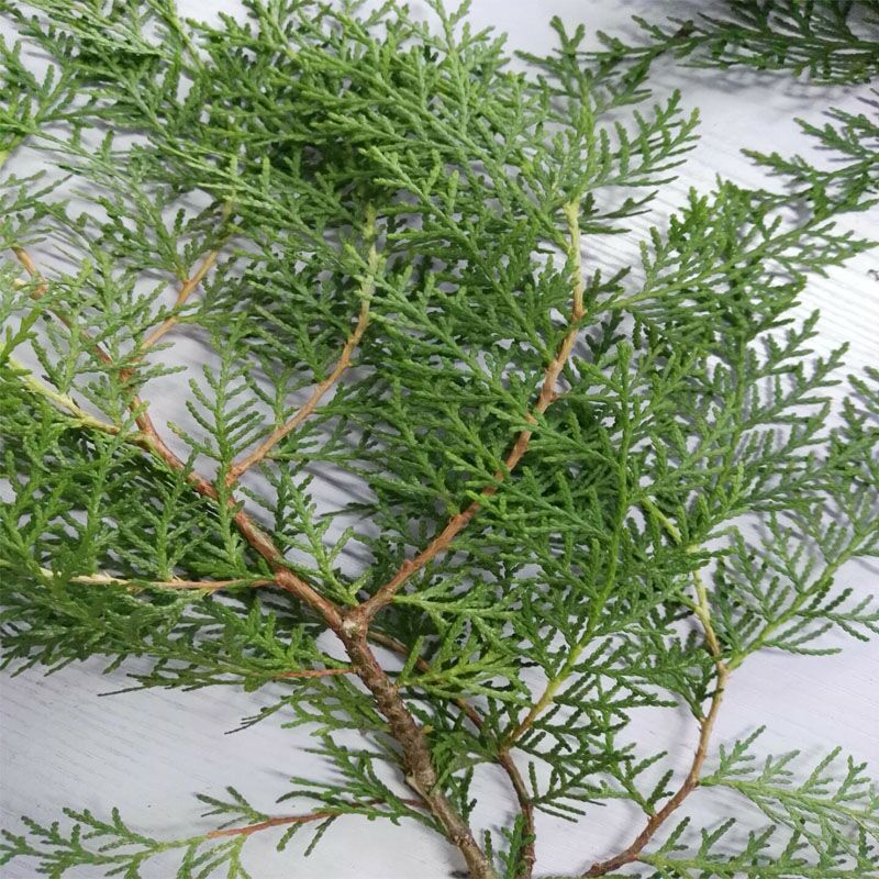 博多客新鲜侧柏叶秦岭扁柏叶植物侧伯叶泡酒生鲜3斤