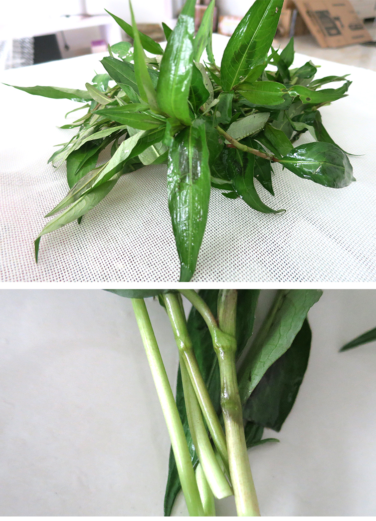 云南特产香柳叶香料香柳火锅傣味调味香菜生菜野菜1000g