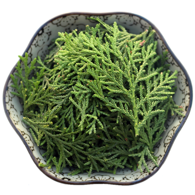 博多客新鲜侧柏叶秦岭扁柏叶植物侧伯叶泡酒生鲜5斤