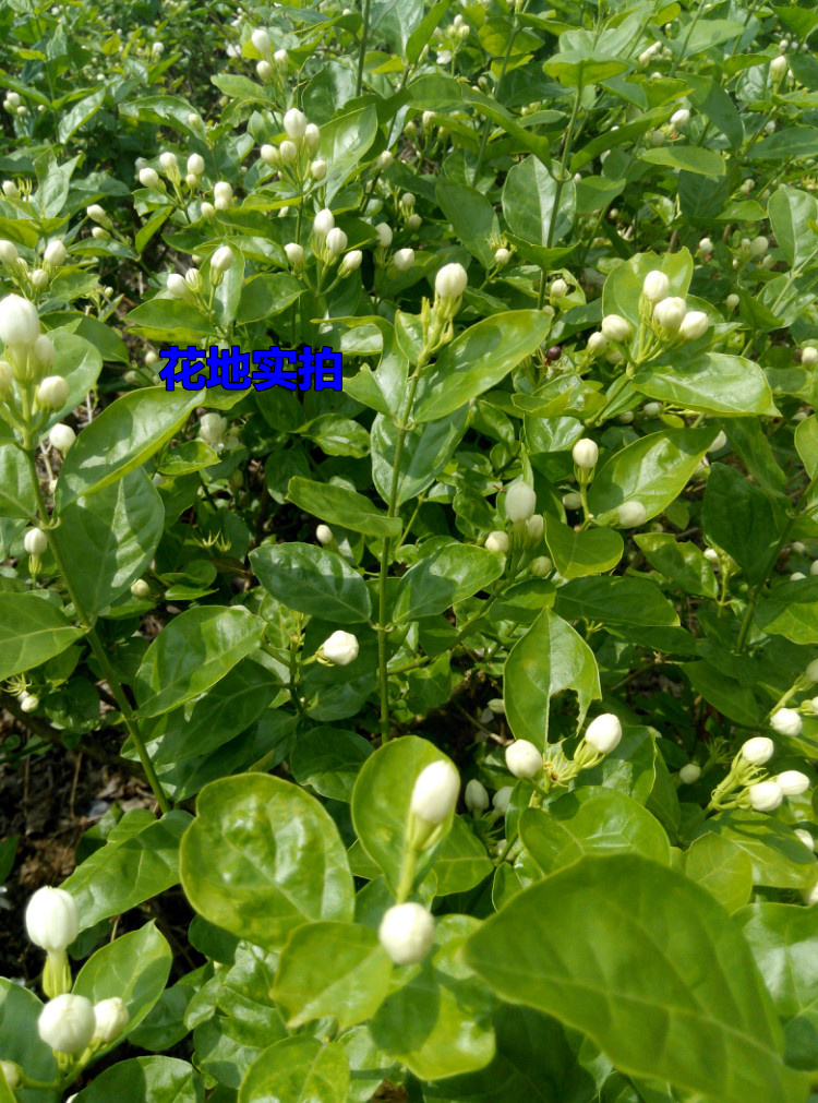 横县双瓣重瓣茉莉老桩茉莉花盆景盆栽茉莉花苗花卉香味阳台绿植 30年