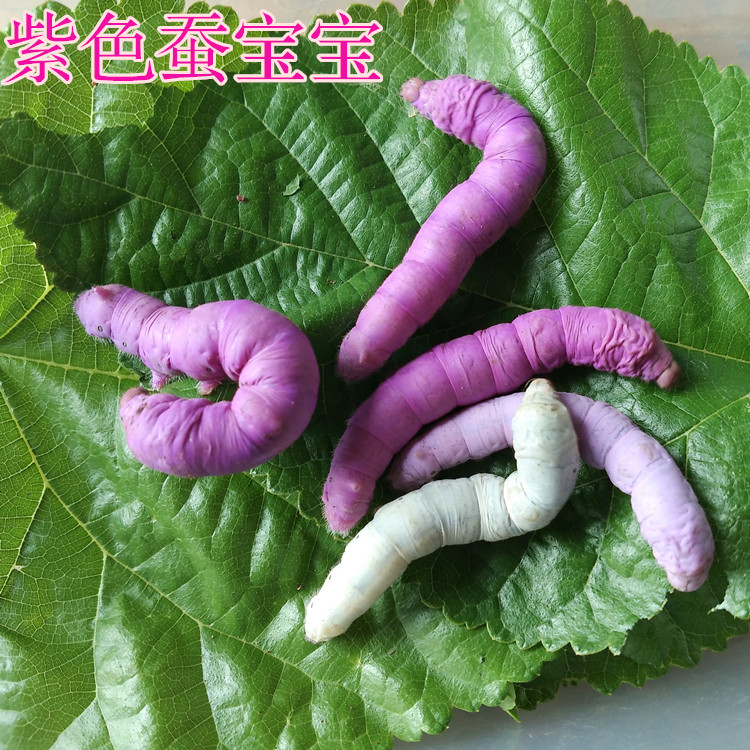 沃绣 蚕宝宝专用饲料 蚕宝宝彩色饲料搭配 彩色蚕卵饲料紫红黄蓝色