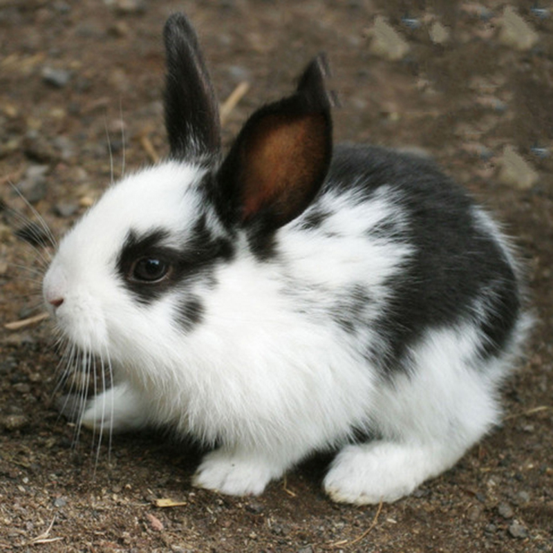 贵卡兔子活体送运输笼小白兔宠物兔宝宝公主兔