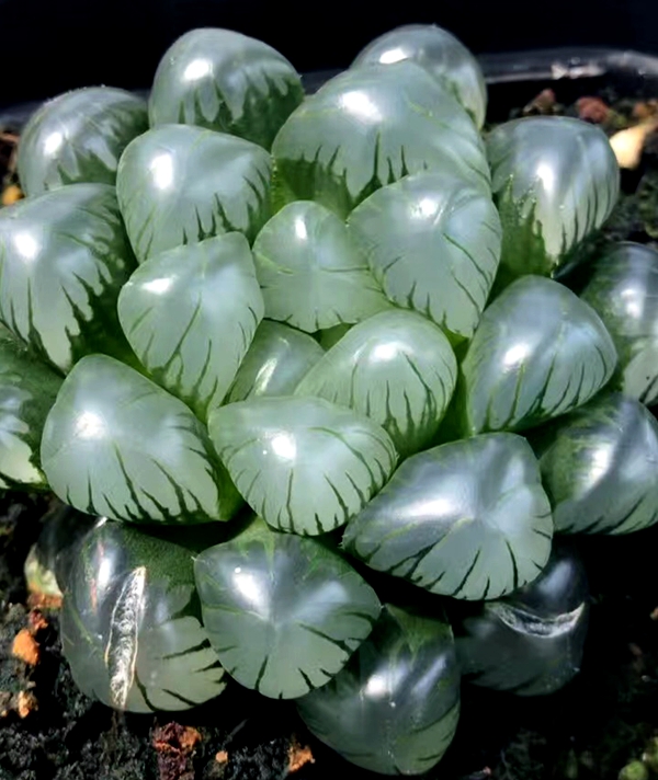 n1关东大紫玉露ob1潘氏冰灯十二卷多肉植物办公室肉肉植物 楼兰3厘米