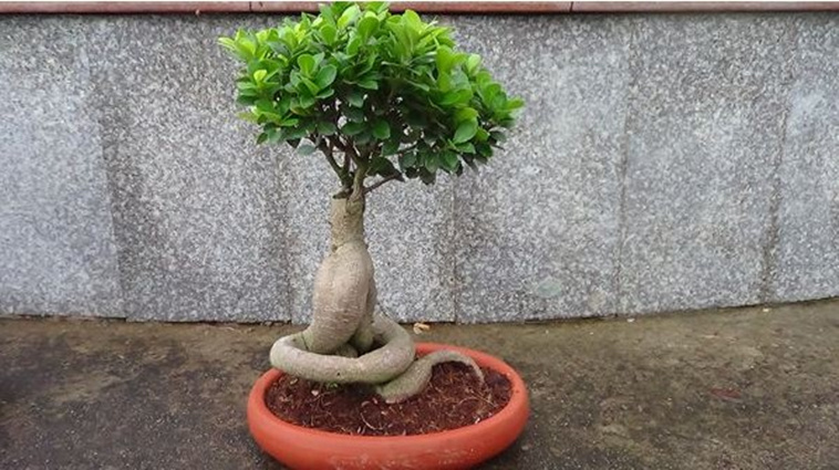 绿植盆景批发市场价格