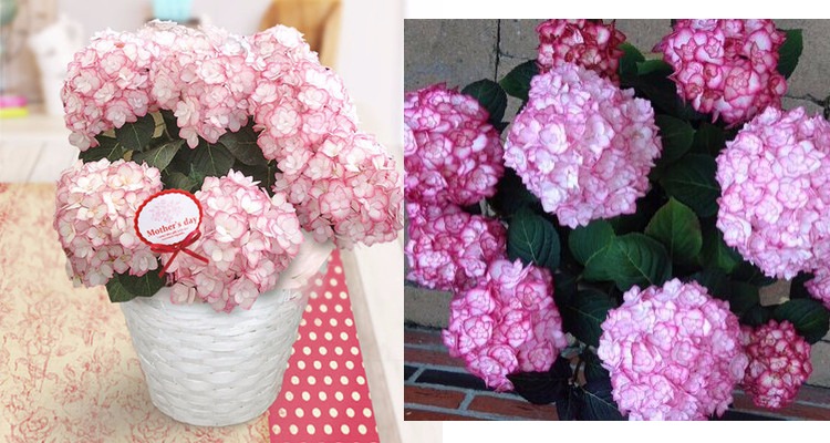 天狼月季重瓣大花绣球纱织小姐阳台盆栽花苗绿植庭院花园植物花卉