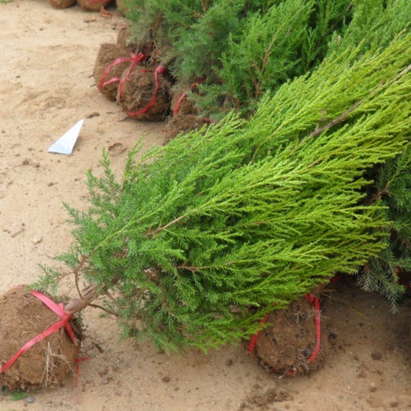 龙柏苗 龙柏球绿化苗木 四季常青道路庭院树苗 50厘米冠幅_ 5折现价98