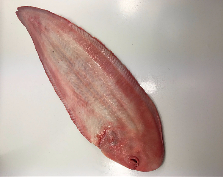 鱼姐海成青岛龙利鱼新鲜大踏板鱼大鳎米鱼大牛舌头