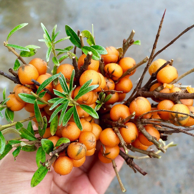 青樱红荔新鲜沙棘果山西吕梁山特产沙刺果挑选醋柳果酵素榨汁2kg
