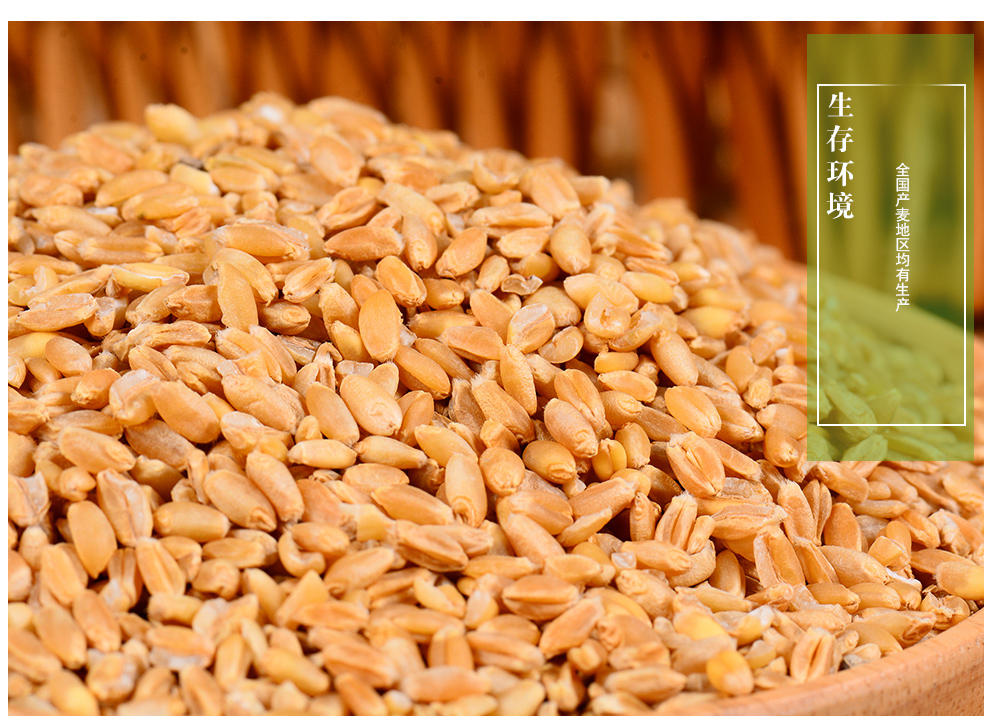 年货盛典敬贤堂浮小麦小麦茶浮小麦茶浮小麦米浮小麦炒酸枣仁各250g