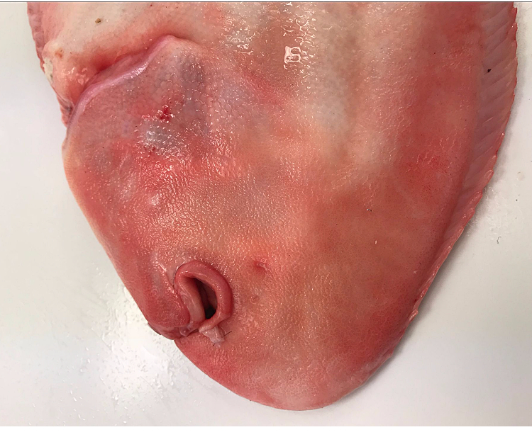 鱼姐海成青岛龙利鱼新鲜大踏板鱼大鳎米鱼大牛舌头鱼海鲜水产9001000g