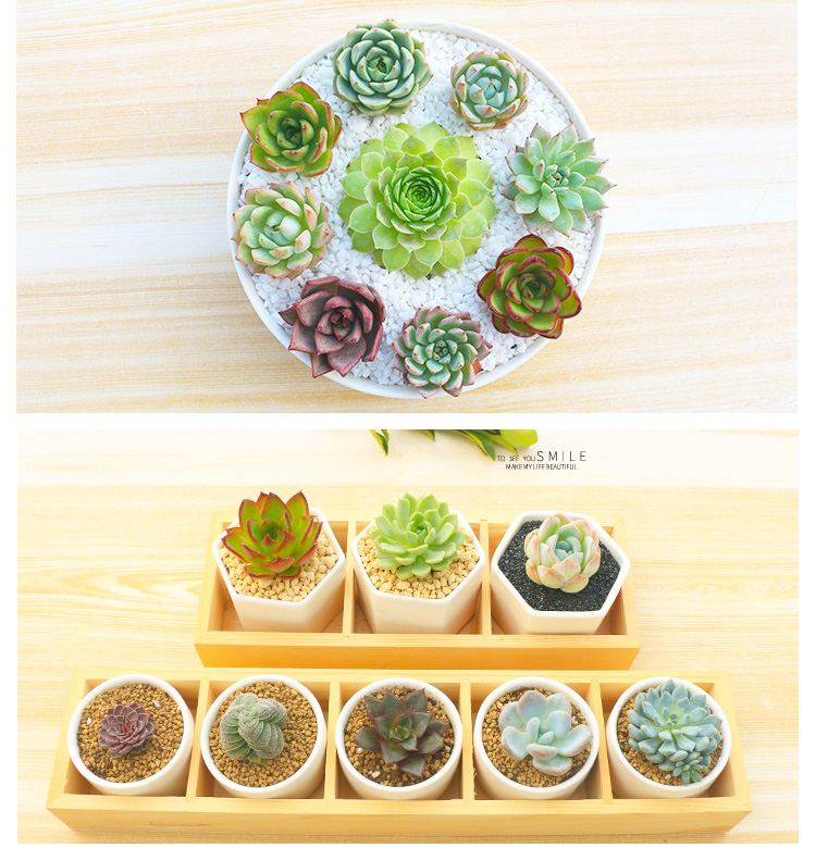 花无痕多肉植物套装24款入门肉肉多肉盆栽多肉组合区办公室室内植物萌肉植物盆栽随机多肉5颗碗莲花盆营养土 爆款 淘气哥导购网 为您的老公老婆孩子老人精挑性价比高的礼物品