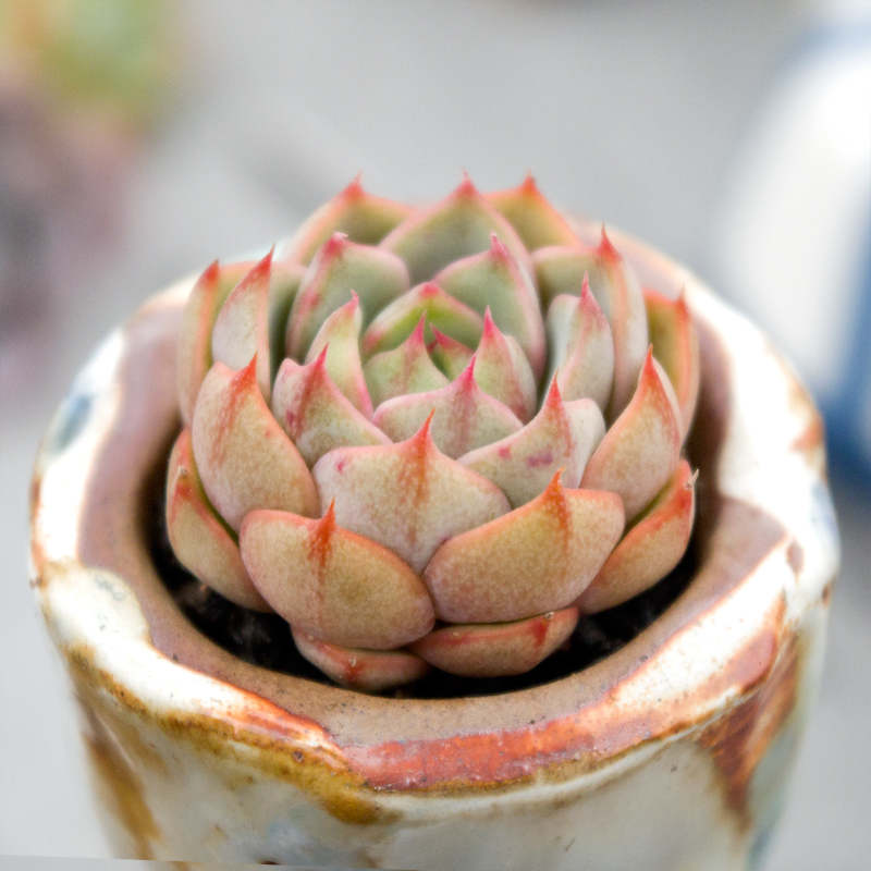 苯巴蒂斯多肉植物办公室植物盆栽 苯巴4厘米_ 11折现价6元