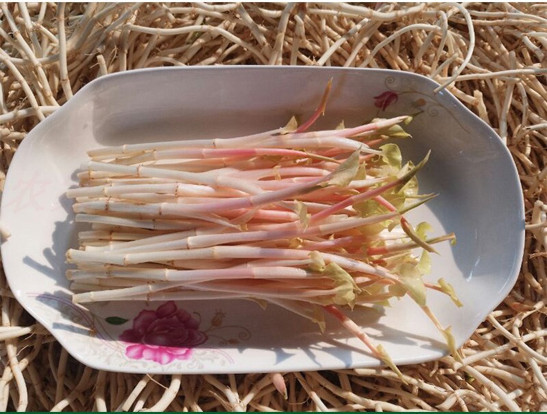 折耳根嫩芽 鱼腥草尖新鲜节节根嫩苗当季四川特产蔬菜 500g【图片