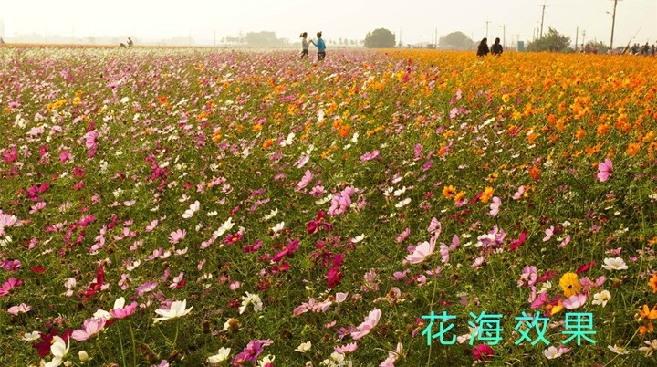 花卉种子哪里有卖