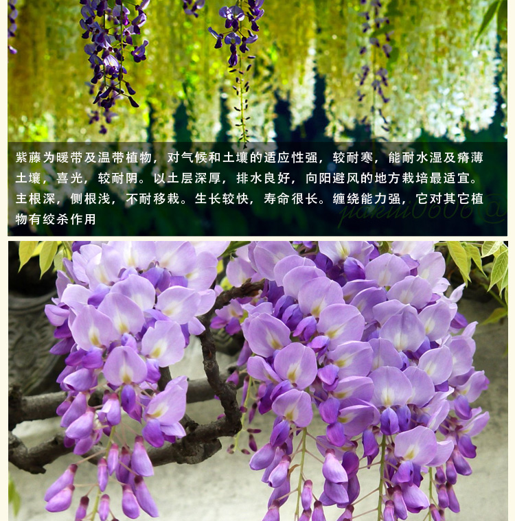 庭院长廊亭台攀爬紫藤花苗多花紫藤花苗爬藤植物紫藤苗