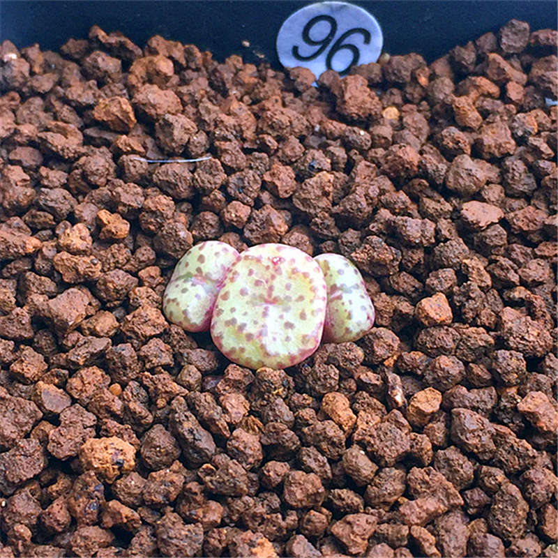 多肉植物 番杏科 肉锥 安珍 安贞 生石花 安贞群生一物一拍 93 裸根不