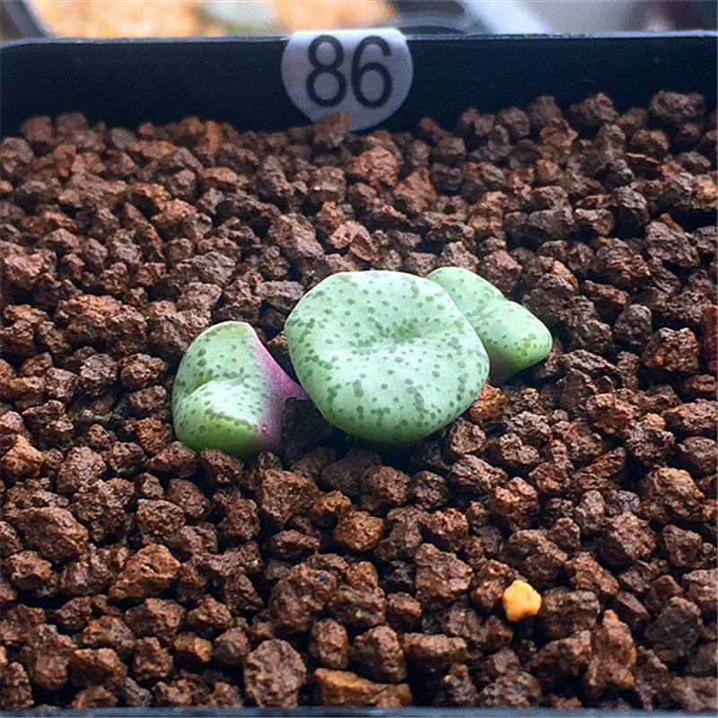 多肉植物 番杏科 肉锥 安珍 安贞 生石花 安贞群生一物一拍 91 裸根不