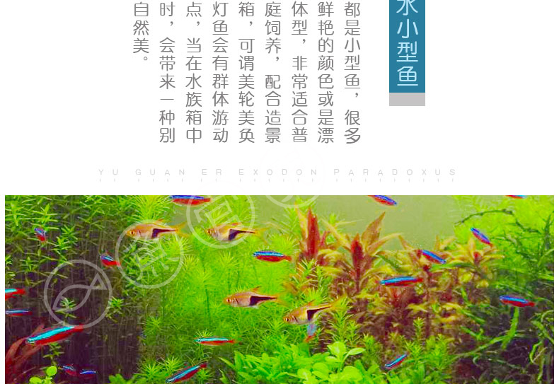 鱼官儿灯科鱼小型淡水鱼热带观赏鱼活体宠物鱼草缸群游灯鱼宝莲灯9条