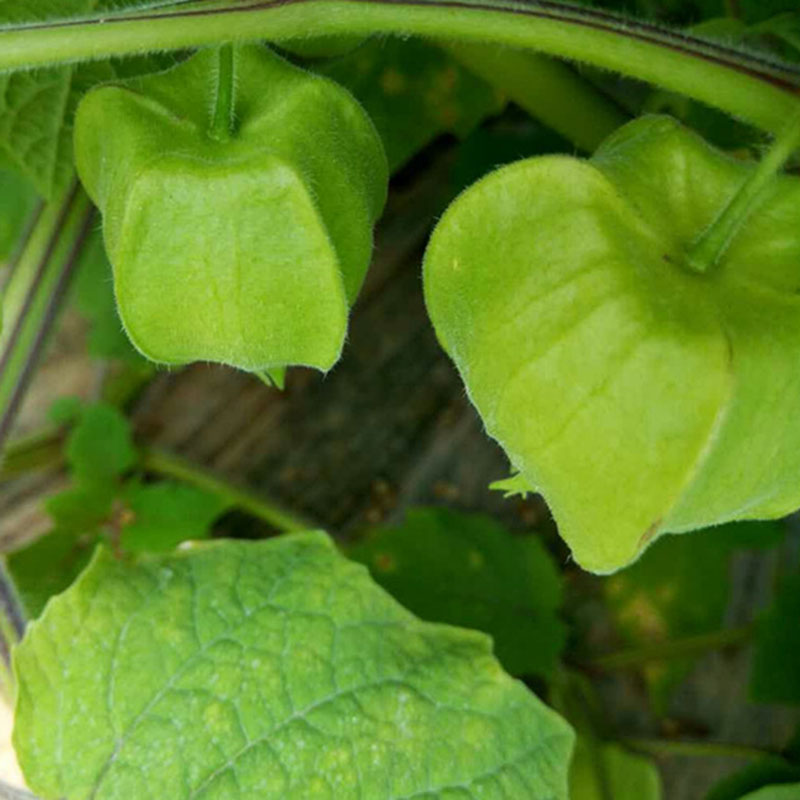 东北菇娘果灯笼果姑娘果新鲜水果 约1kg