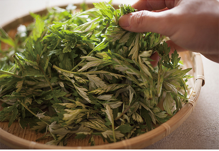 顺丰农家新鲜艾草叶食用青团糍粑艾叶端午节艾草生艾叶干艾叶草15kg