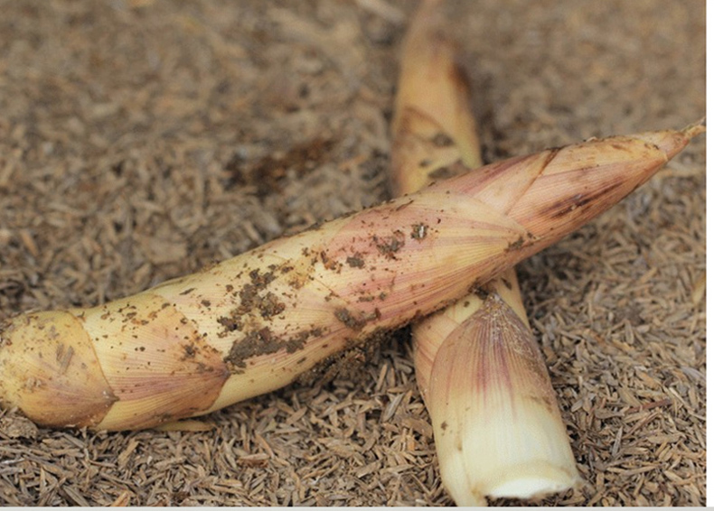 新鲜雷笋现挖小雷竹笋油焖笋野生腌笃笋冬笋春笋蔬菜 1.