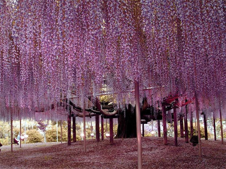 多花紫藤树苗爬藤蔷薇花树苗屋顶盆栽花园围墙庭院攀援植物花卉苗木