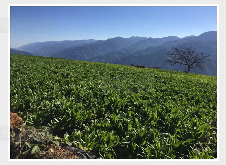 火锅苔菜干贡菜干货 响菜干山蛰菜 500g(试吃)_ 1折现价55元_轻舟网