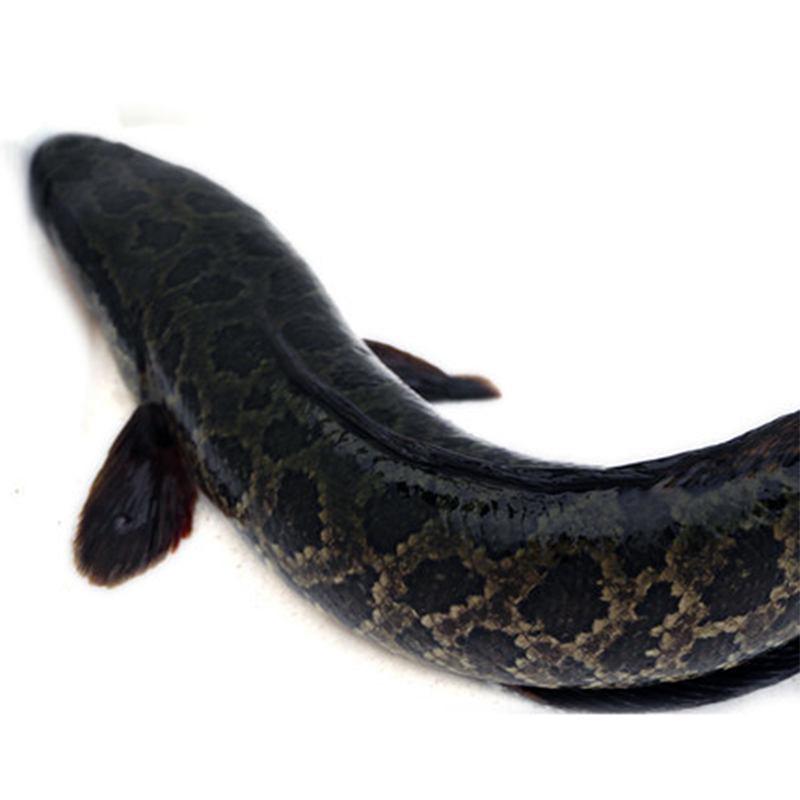 博多客 黑鱼 新鲜打捞 乌鱼 财鱼 生鱼 术后滋补炖汤新鲜现杀 大约1kg