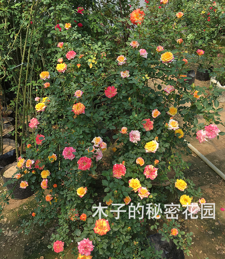 爬藤月季 藤彩虹多花藤本月季花苗 爬牆月季虹多色大苗庭院花卉 中